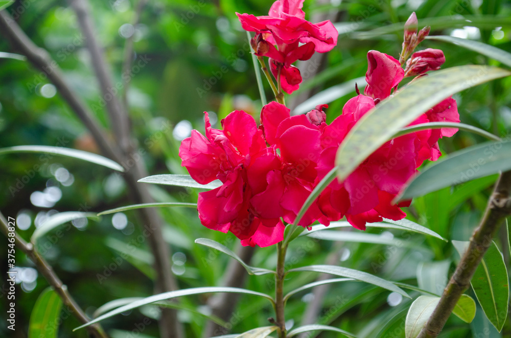 Red flower in the garden