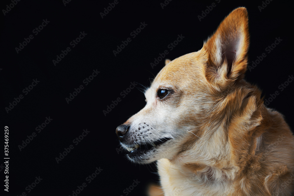 red Sad old chihuahua dog on on a black background. play of light and shadow red Sad old chihuahua dog on on a black background. play of light and shadow