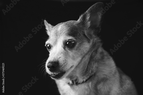 red Sad old chihuahua dog on on a black background. play of light and shadow  © RomanWhale studio