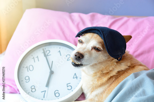 red dog sleeping with sleeping mask on in bed hugging big clock, morning time wake up. early morning lights 