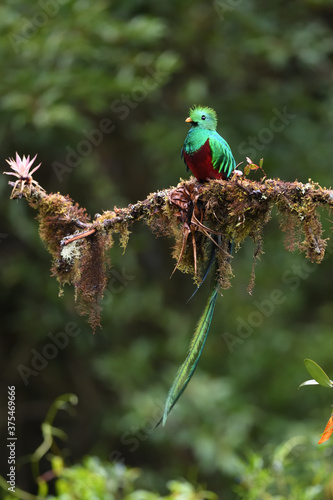 Resplendent quetzal is perching on moss branch with bromelia