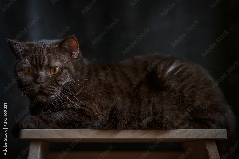 cat on the table