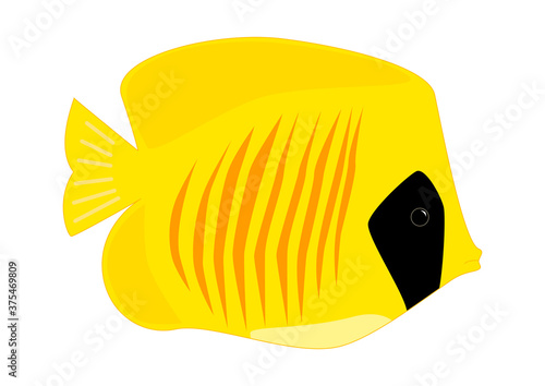 Butterfly fish. Colorful illustration of tropical fish isolated on white background.