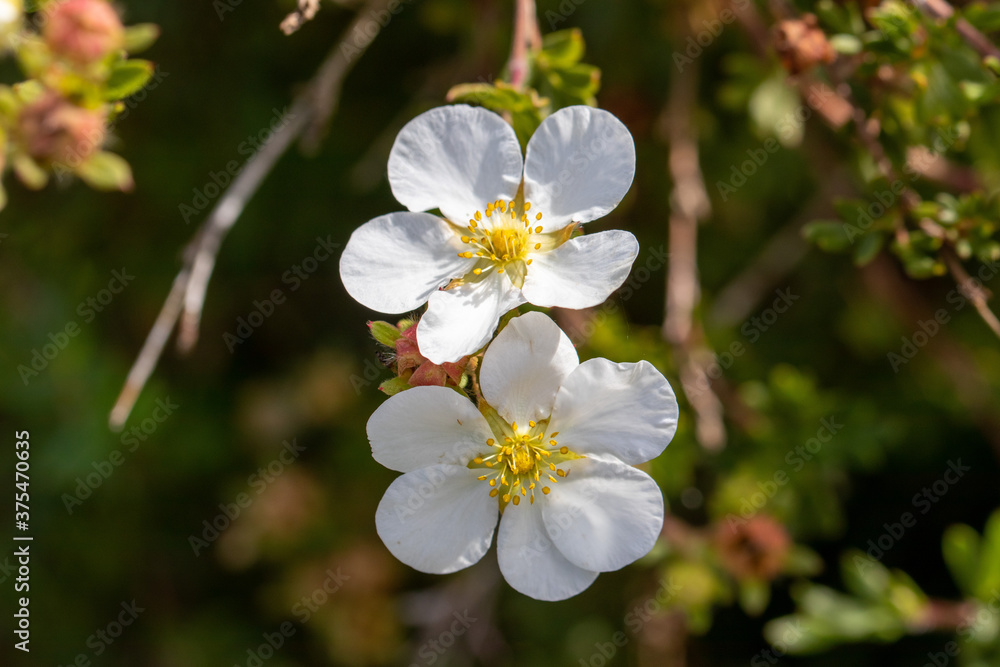 Two white apple tree flowers