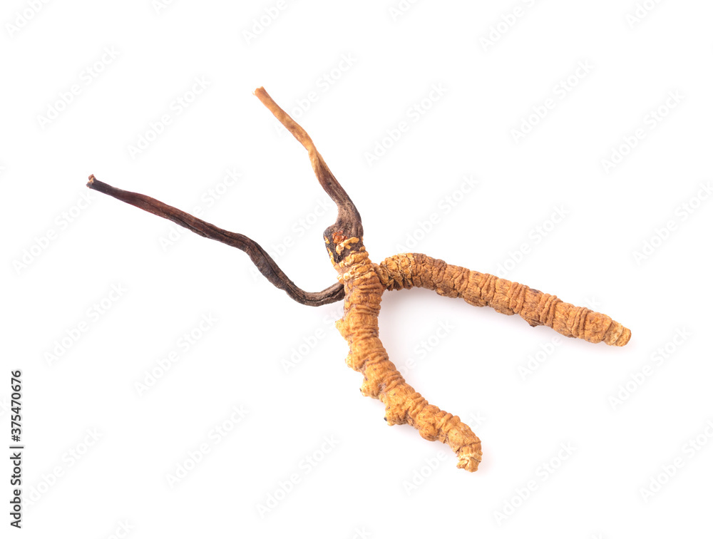 Cordyceps isolated on white background Cordyceps isolated on white background
