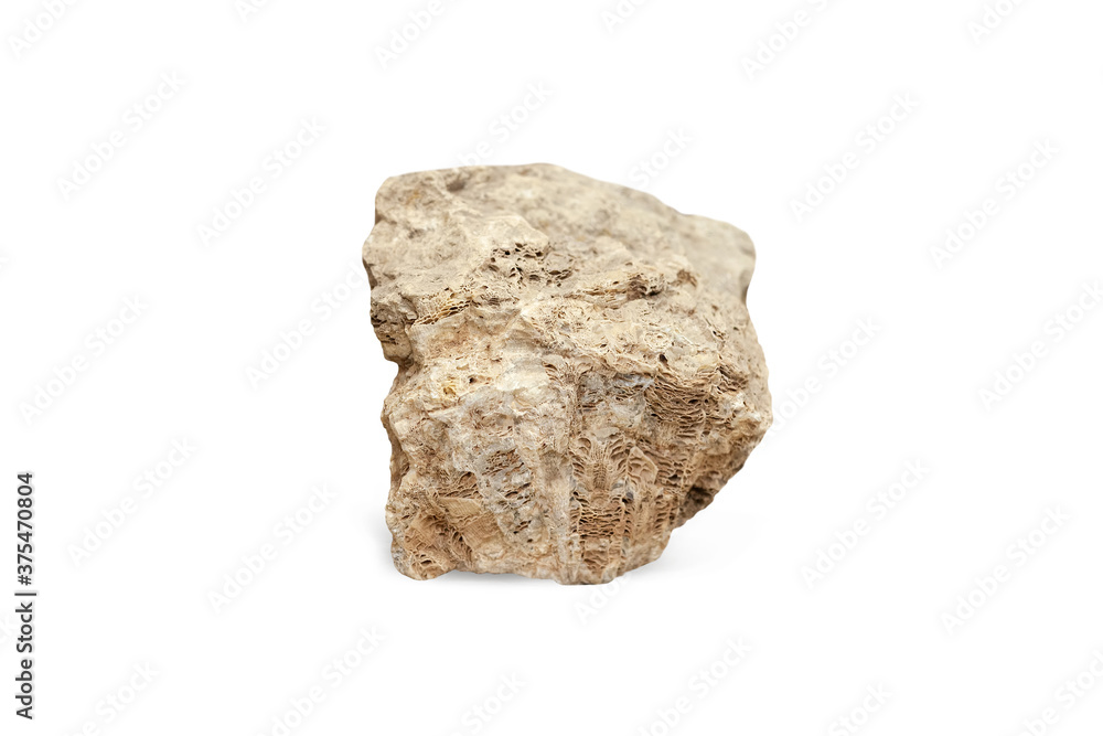 Fossilized four-beam coral of the genus isolated on white background Fossilized four-beam coral of the genus isolated on white background
