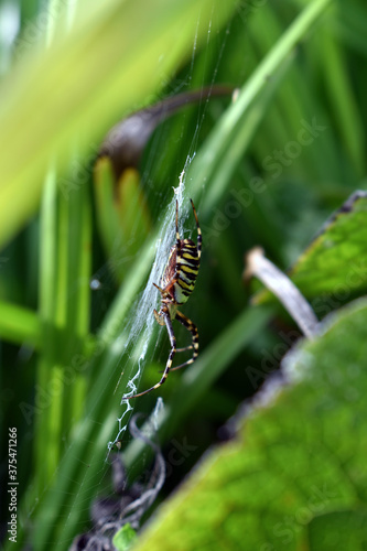 Wespenspinne seitlich im Netz photo