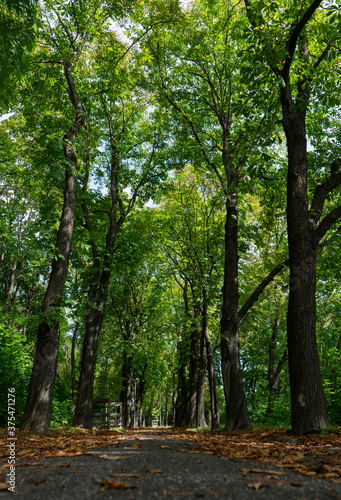 Fototapeta Naklejka Na Ścianę i Meble -  beautiful path in the woods