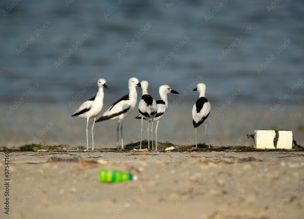 Beautiful Crab plovers and ugly garbage dumps at Busaiteen coast, Bahrain