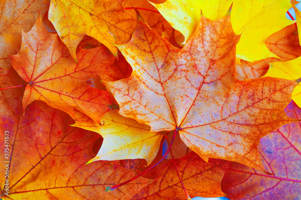 autumn landscape with bright colorful foliage. Indian summer. autumn landscape with bright colorful foliage. Indian summer.
