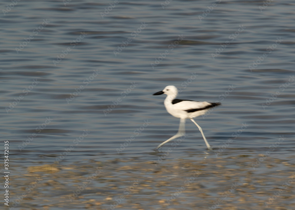 Crab plover moving at Busaiteen coast Bahrain. A photograph by panning technique to show motion Crab plover moving at Busaiteen coast Bahrain. A photograph by panning technique to show motion
