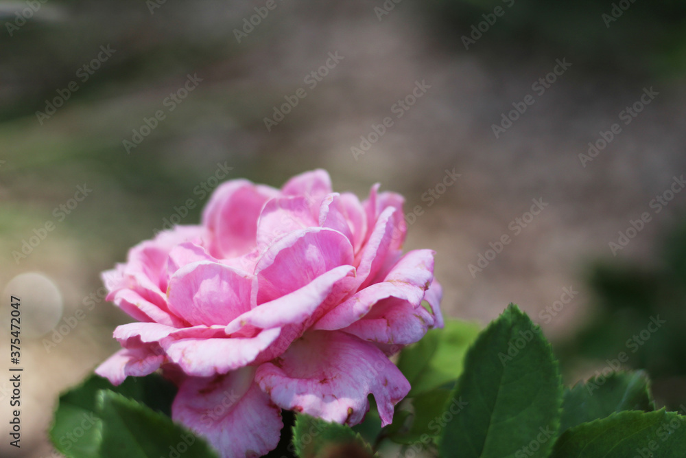 A close up shot of a beautiful pink rose shining softly in the sun A close up shot of a beautiful pink rose shining softly in the sun