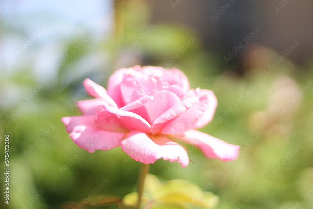 A close up shot of a beautiful pink rose shining softly in the sun