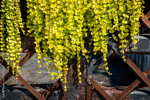 Rusty Fence with Lively Plant Overhang photo