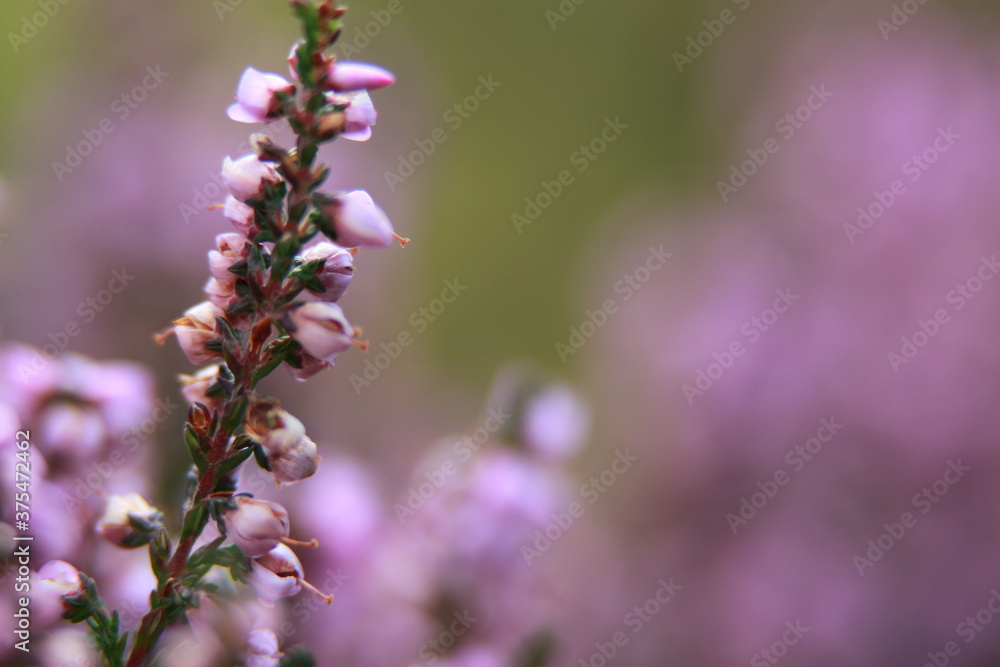 Calluna Heather Pink 01 - Miriam Ruddy Calluna Heather Pink 01 - Miriam Ruddy