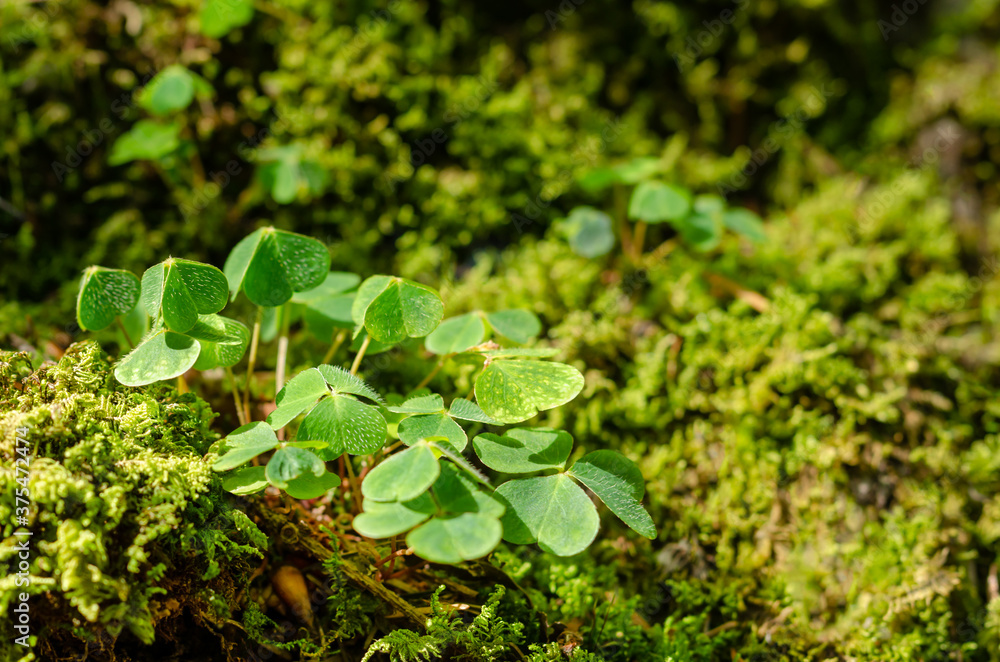 Wood sorrel growing between green moss on a forest floor. Oxalis acetosella. Common wood sorrel is sometimes referred to as a shamrock and given as a gift on St. Patrick's Day. Close-up, macro photo. Wood sorrel growing between green moss on a forest floor. Oxalis acetosella. Common wood sorrel is sometimes referred to as a shamrock and given as a gift on St. Patrick's Day. Close-up, macro photo.