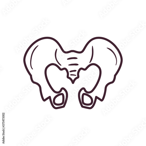 pelvis line style icon vector design