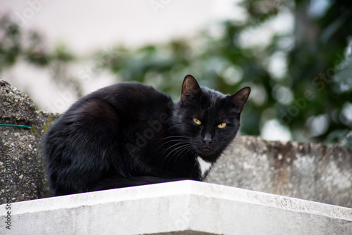 Fototapeta Naklejka Na Ścianę i Meble -  Portrait of black cat observing in the street