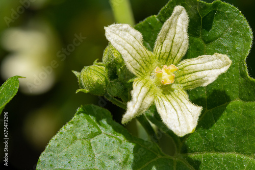 Macro shot of a white bryony (bryonia alba) flower photo