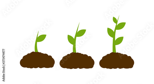 Young plant life process on white background