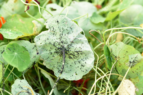 Black bean aphid aphis fabae colony on the green leaf. photo