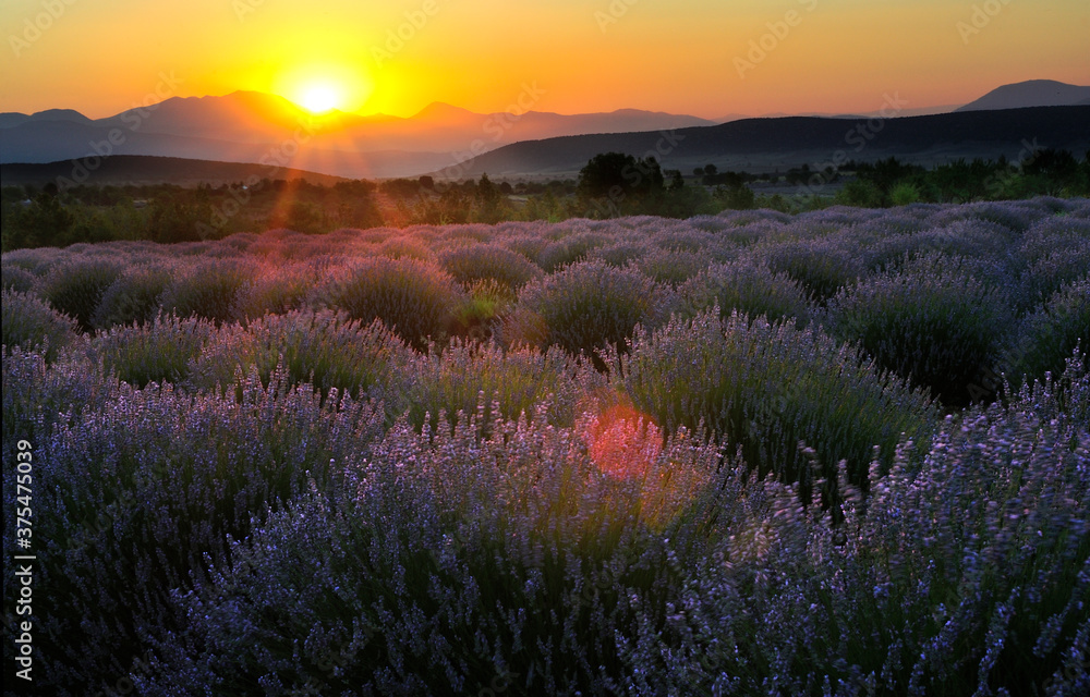 
lavender garden ISPARTA