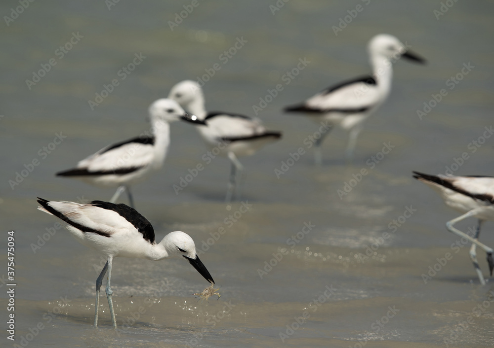 Crab plovers at Busaiteen coast, Bahrain Crab plovers at Busaiteen coast, Bahrain