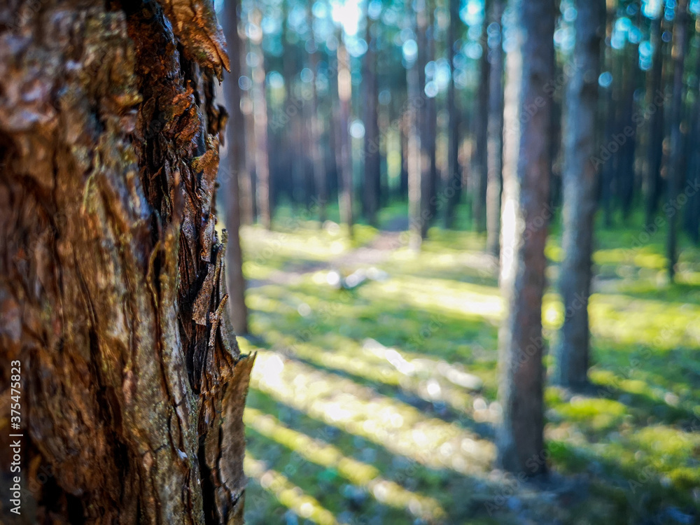 Obraz premium Drzewa