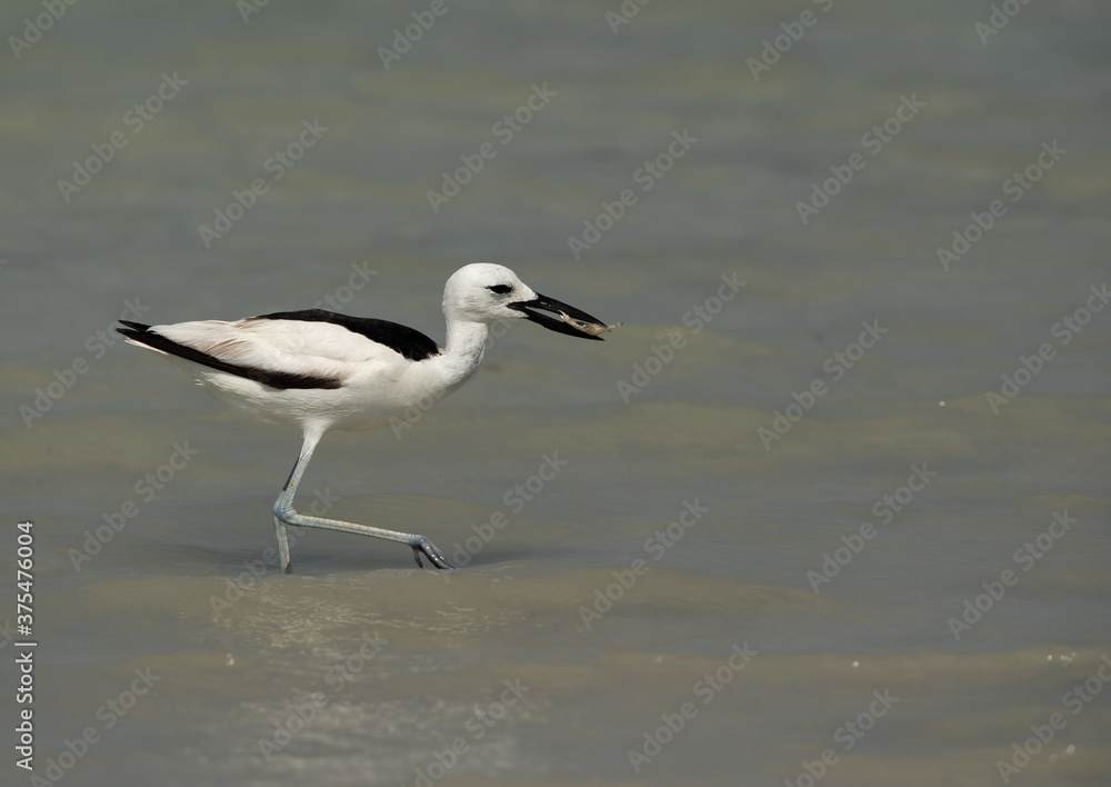 Crab plover holding a crab at Busaiteen coast, Bahrain Crab plover holding a crab at Busaiteen coast, Bahrain