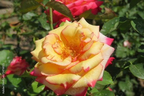 Beautiful rose flower in Florida zoological garden, closeup