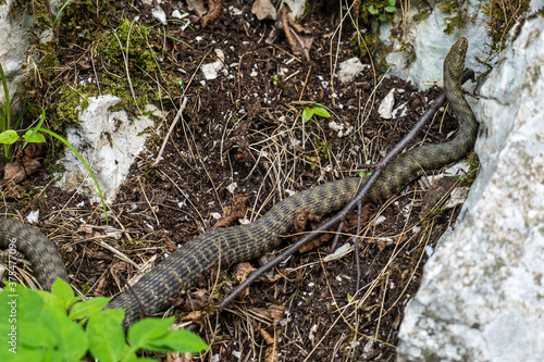 Dice snake, Natrix tessellata in Plitvice National Park, Croatia in Europe