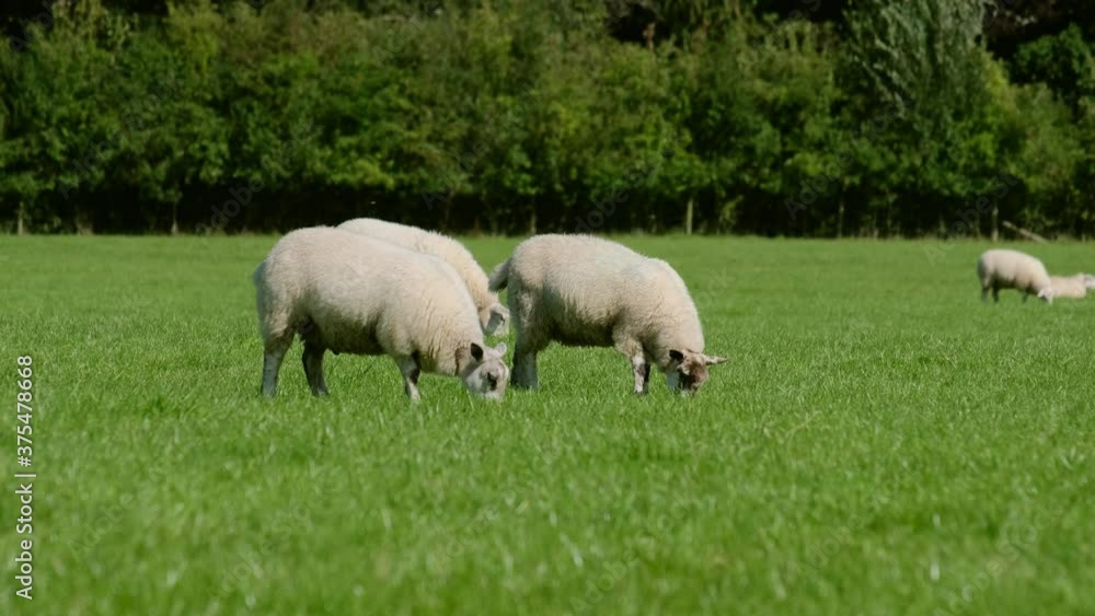 Sheep and lamb in the field Sheep and lamb in the field