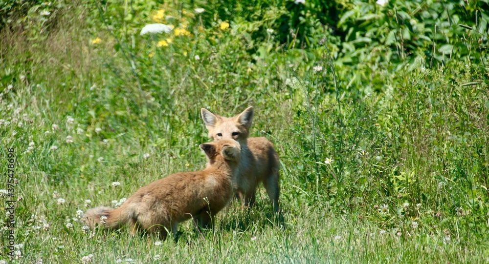 baby foxes in field flowers 4