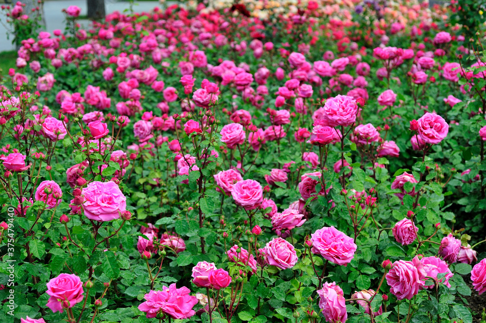 rose ISPARTA
rose ISPARTA