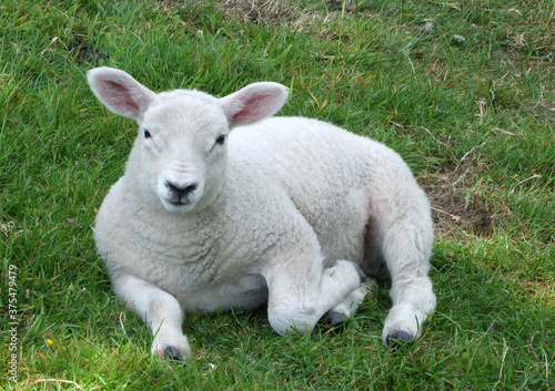 close up of a young spring lamb sitting in a field