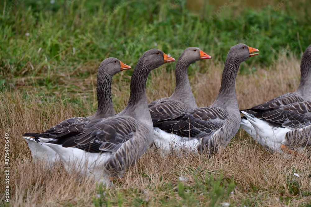 Fototapeta premium greylag goose in the grass