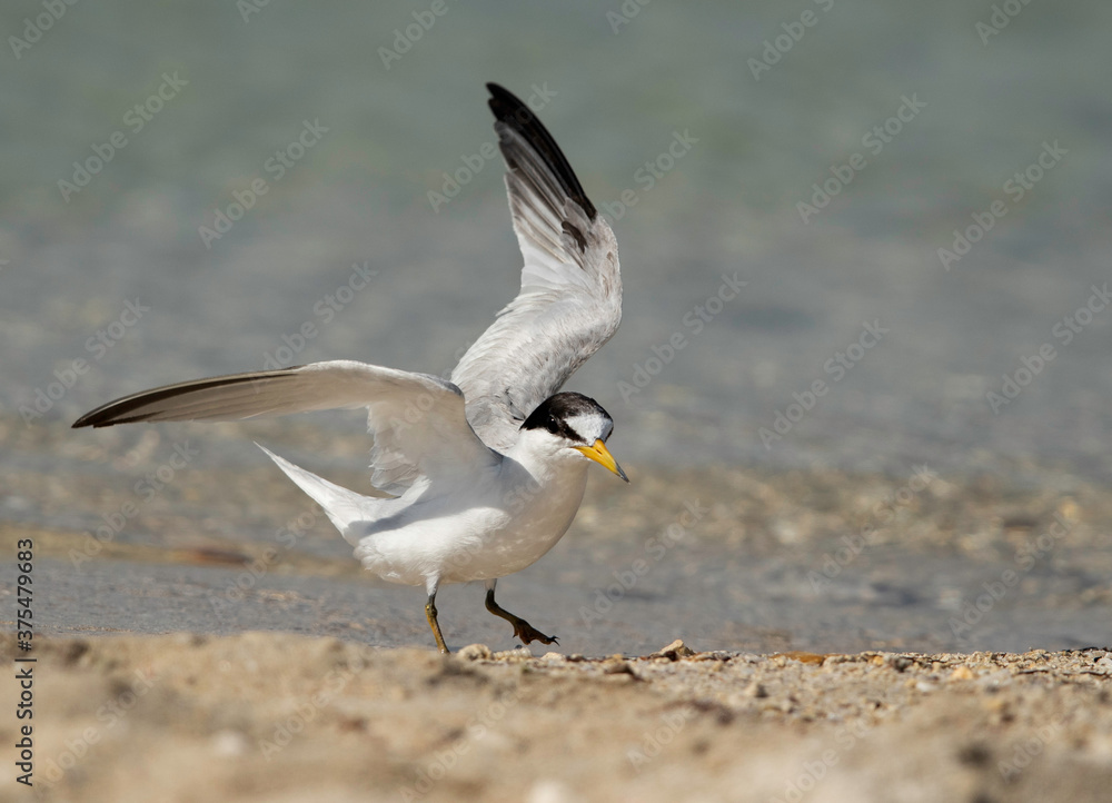 Saunders tern landing at Busaiteen coast, Bahrain Saunders tern landing at Busaiteen coast, Bahrain