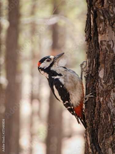 Great Spotted Woodpecker (Dendrocopos major) In a forest in Gran Canaria