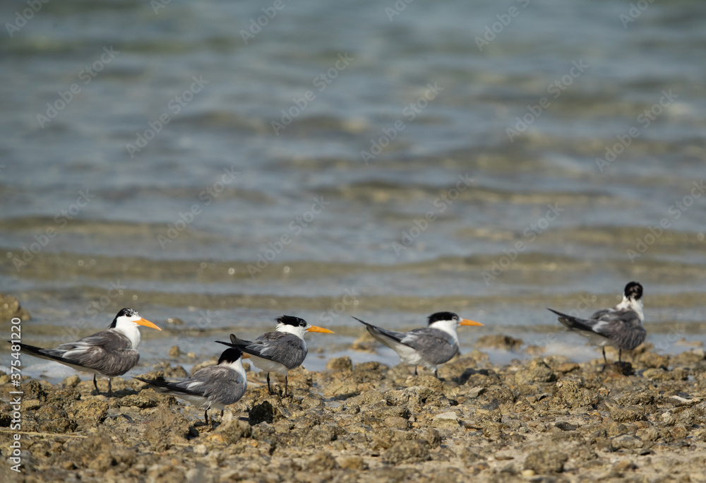 Greater Crested Terns at Bahrain Greater Crested Terns at Bahrain