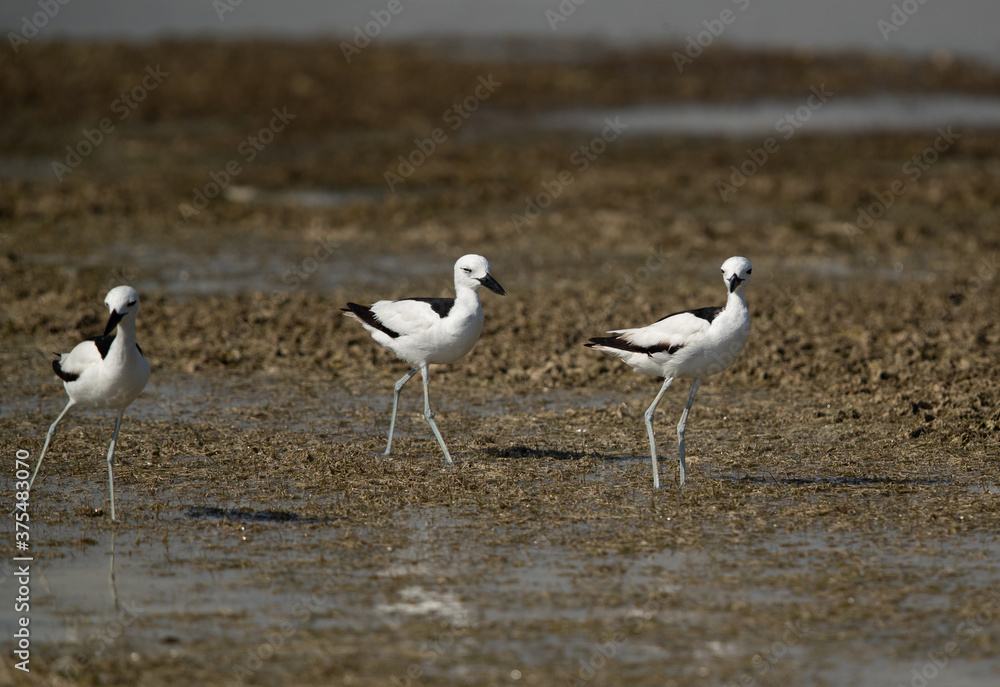 Crab plovers during low tide at Busaiteen coast, Bahrain Crab plovers during low tide at Busaiteen coast, Bahrain