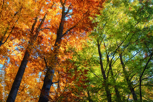 Sun rays through autumn trees. Natural autumn landscape in the forest. Autumn...