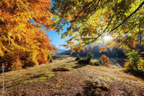 Sun rays through autumn trees. Natural autumn landscape in the forest. Autumn...