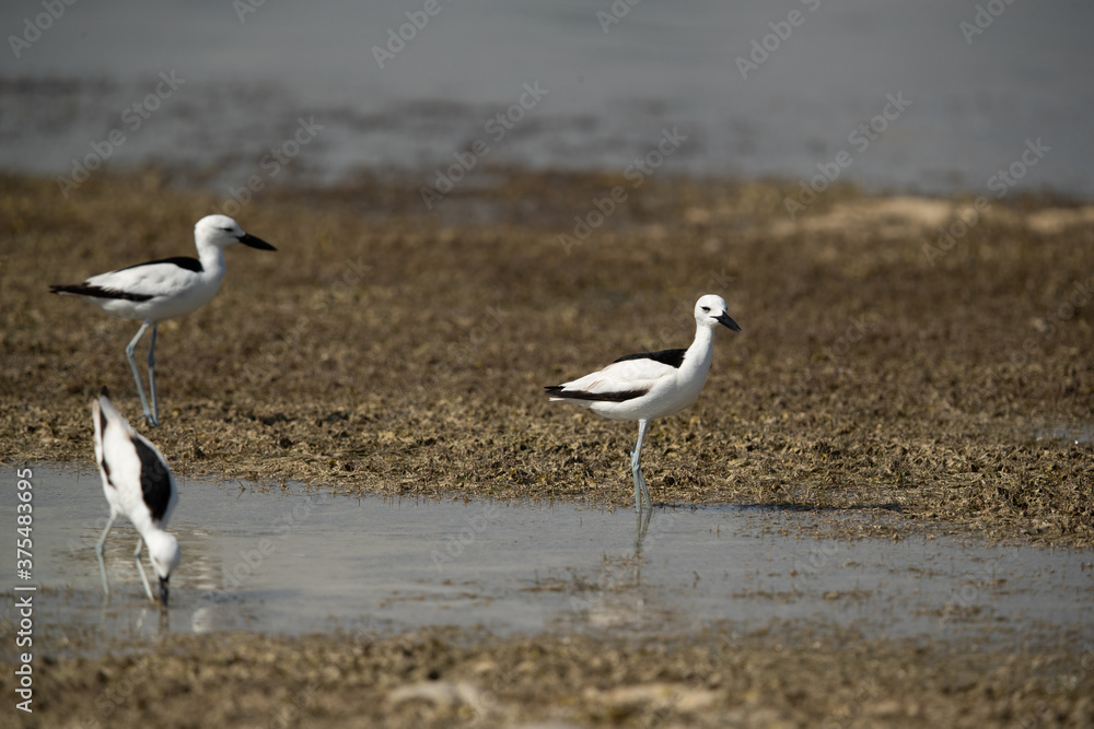 Crab plovers at Busaiteen coast during low tide, Bahrain Crab plovers at Busaiteen coast during low tide, Bahrain