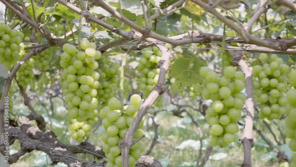 Sun rose grapes grown on trees Sun rose grapes grown on trees