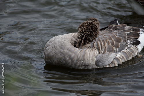ducks on the water © Elena Bandurka