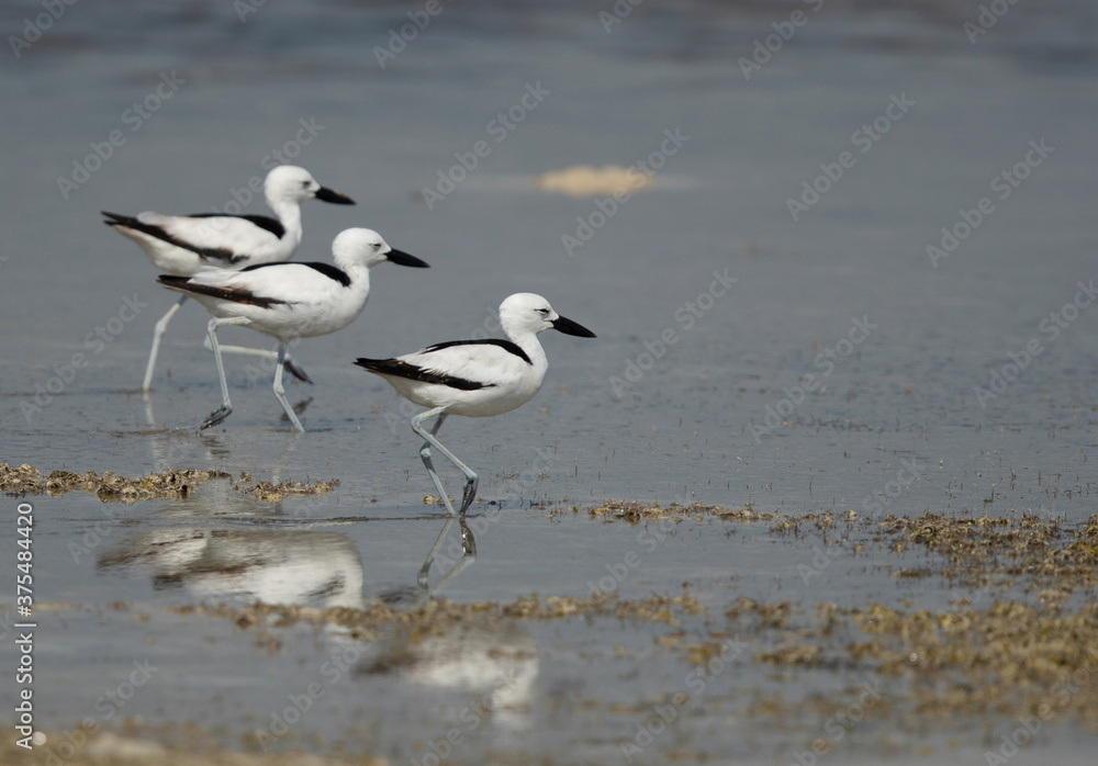 Three Crab plovers at Busaiteen coast, Bahrain Three Crab plovers at Busaiteen coast, Bahrain