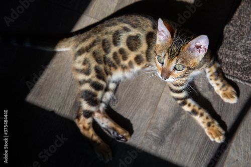 Wallpaper Mural Pure breed Bengal male kitten/cat Torontodigital.ca