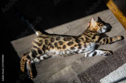 Wallpaper Mural Pure breed Bengal male kitten/cat Torontodigital.ca