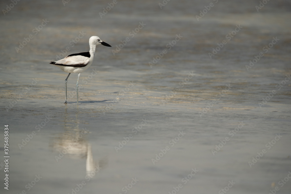 Crab plover and reflection on water at Busaiteen coast, Bahrain Crab plover and reflection on water at Busaiteen coast, Bahrain