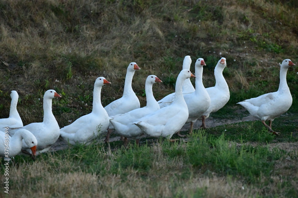 Obraz premium greylag goose in the grass